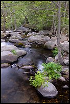 Creek, boulders, and trees, Middle Fork Tule River. Giant Sequoia National Monument, Sequoia National Forest, California, USA ( color)