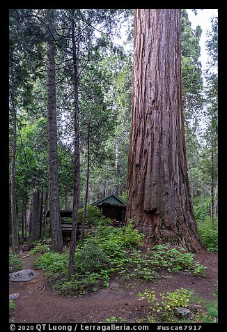 Giant Sequoia tree and cabin, Belknap Grove. Giant Sequoia National Monument, Sequoia National Forest, California, USA (color)