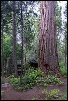 Giant Sequoia tree and cabin, Belknap Grove. Giant Sequoia National Monument, Sequoia National Forest, California, USA ( color)
