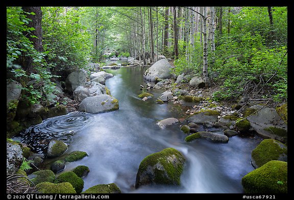 Middle Fork Tule River flowing in forest. Giant Sequoia National Monument, Sequoia National Forest, California, USA (color)