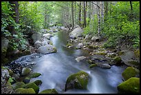 Middle Fork Tule River flowing in forest. Giant Sequoia National Monument, Sequoia National Forest, California, USA ( color)