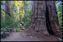 Giant Sequoia trees and cabin, Belknap Grove. Giant Sequoia National Monument, Sequoia National Forest, California, USA ( color)