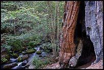 Giant Sequoia trees and Middle Fork Tule River. Giant Sequoia National Monument, Sequoia National Forest, California, USA ( color)