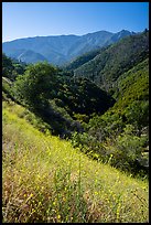 Wildflowers and steep forested slopes near Camp Nelson. Giant Sequoia National Monument, Sequoia National Forest, California, USA ( color)