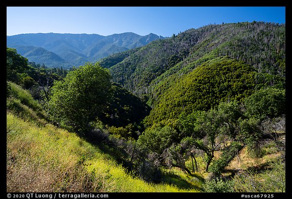 Steep slopes with trees near Camp Nelson. Giant Sequoia National Monument, Sequoia National Forest, California, USA (color)