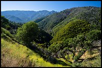 Steep slopes with trees near Camp Nelson. Giant Sequoia National Monument, Sequoia National Forest, California, USA ( color)