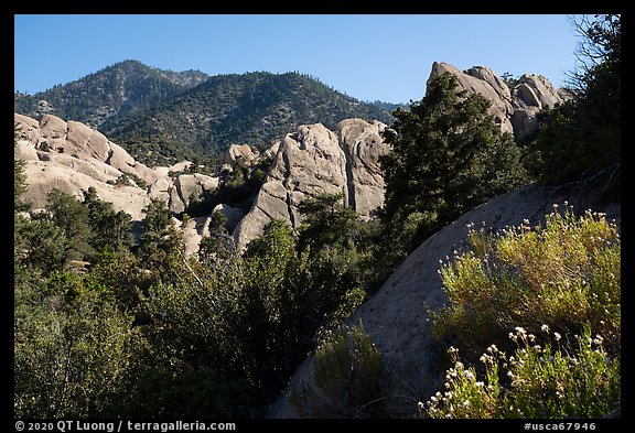 Wildflowers, Devils Punchbowl sandstone. San Gabriel Mountains National Monument, California, USA (color)