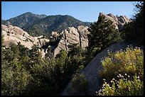 Wildflowers, Devils Punchbowl sandstone. San Gabriel Mountains National Monument, California, USA ( color)