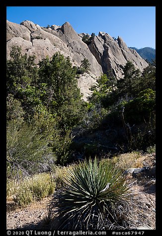 Agave and tilted sandstone formation from the base, Devils Punchbowl. San Gabriel Mountains National Monument, California, USA (color)