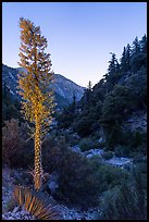 Yucca in bloom and San Antonio Creek at dusk. San Gabriel Mountains National Monument, California, USA ( color)