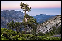 Shrubs and pine tree from Devils Backbone at dawn. San Gabriel Mountains National Monument, California, USA ( color)