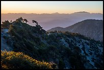Mount San Antonio's Devils Backbone ridge at sunrise. San Gabriel Mountains National Monument, California, USA ( color)