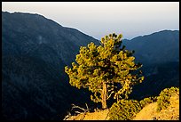Pine on Backbone ridge at sunrise and Ontario Peak in shadow. San Gabriel Mountains National Monument, California, USA ( color)