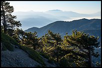 Trees on Backbone ridge with San Gorgiono Mountain in distant haze. San Gabriel Mountains National Monument, California, USA ( color)