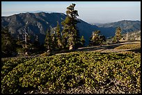 Subalpine shrubs and pine trees on Mount San Antonio. San Gabriel Mountains National Monument, California, USA ( color)