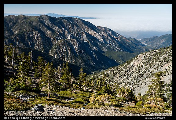 Subalpine forest on Mount San Antonio. San Gabriel Mountains National Monument, California, USA (color)