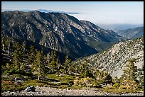 Subalpine forest on Mount San Antonio. San Gabriel Mountains National Monument, California, USA ( color)