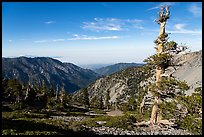 Pine trees on Mt Baldy. San Gabriel Mountains National Monument, California, USA ( color)