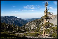 Pine trees on Mt Baldy. San Gabriel Mountains National Monument, California, USA ( color)