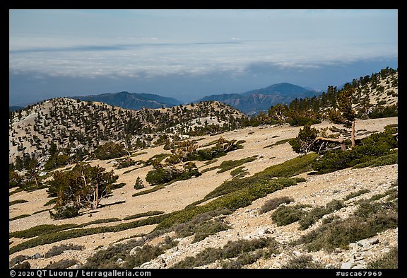 Krummholzed trees below Mt Baldy summit. San Gabriel Mountains National Monument, California, USA (color)