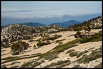Krummholzed trees below Mt Baldy summit. San Gabriel Mountains National Monument, California, USA ( color)