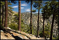 Row of pine trees, Baldy Bowl. San Gabriel Mountains National Monument, California, USA ( color)