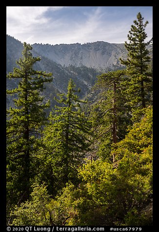 Forest below Baldy Bowl. San Gabriel Mountains National Monument, California, USA (color)