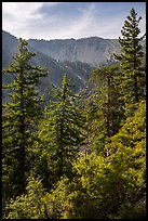 Forest below Baldy Bowl. San Gabriel Mountains National Monument, California, USA ( color)
