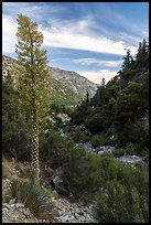 Blooming Sotol and San Antonio Creek. San Gabriel Mountains National Monument, California, USA ( color)