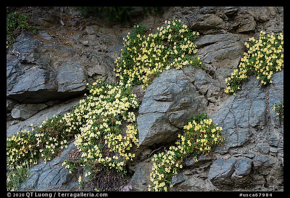 Wildflowers, San Antonio creek. San Gabriel Mountains National Monument, California, USA (color)