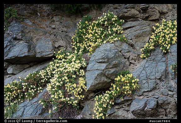 Wildflowers, San Antonio creek. San Gabriel Mountains National Monument, California, USA (color)