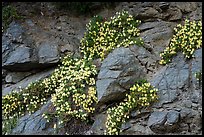 Wildflowers, San Antonio creek. San Gabriel Mountains National Monument, California, USA ( color)