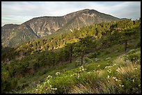 Mt Baden Powell from Blue Ridge. San Gabriel Mountains National Monument, California, USA ( color)