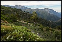 Wildflowers, Mt Baldy, and Iron Mountain. San Gabriel Mountains National Monument, California, USA ( color)
