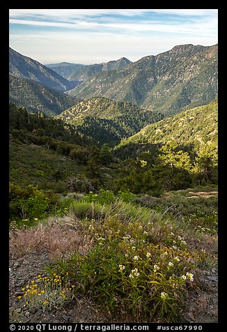 Wildflowers and Rattlesnake Peak. San Gabriel Mountains National Monument, California, USA (color)