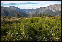 Wildflowers and shrubs on Blue Ridge, Iron Mountain and Ross Mountain. San Gabriel Mountains National Monument, California, USA ( color)