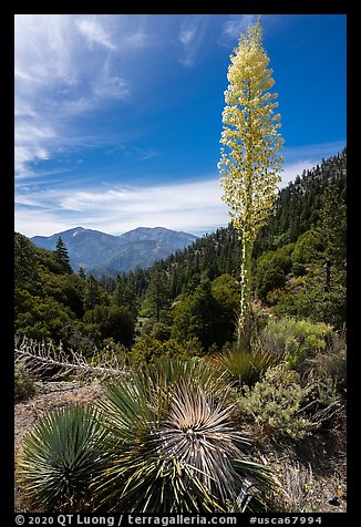 Mount Baldy from Vincent Gap with agave in bloom. San Gabriel Mountains National Monument, California, USA (color)