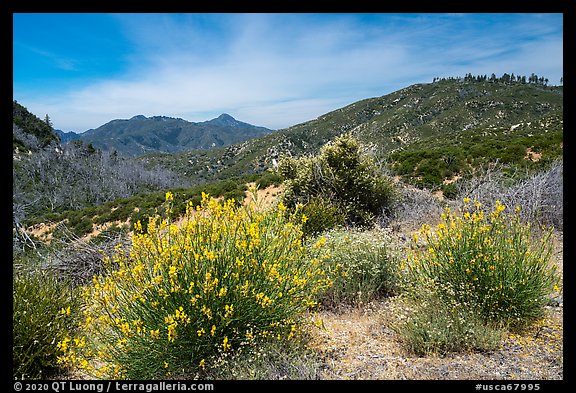 Shrubs in bloom and Strawberry Peak. San Gabriel Mountains National Monument, California, USA (color)