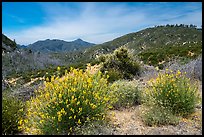 Shrubs in bloom and Strawberry Peak. San Gabriel Mountains National Monument, California, USA ( color)