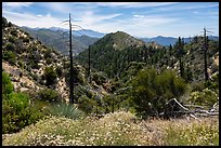 Wildflowers, burned trees, Waterman Mountain. San Gabriel Mountains National Monument, California, USA ( color)