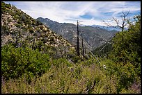 Chaparal with wildflowers and burned trees. San Gabriel Mountains National Monument, California, USA ( color)
