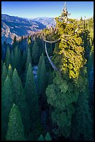 Aerial view of Boole Tree and Kings Canyon. Giant Sequoia National Monument, Sequoia National Forest, California, USA ( color)