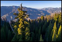 Aerial view of Boole Tree crown and Kings Canyon. Giant Sequoia National Monument, Sequoia National Forest, California, USA ( color)