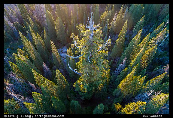 Aerial view of Boole Tree. Giant Sequoia National Monument, Sequoia National Forest, California, USA (color)