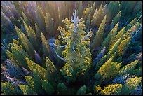 Aerial view of Boole Tree. Giant Sequoia National Monument, Sequoia National Forest, California, USA ( color)