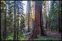 Base of Boole tree, sunrise. Giant Sequoia National Monument, Sequoia National Forest, California, USA ( color)