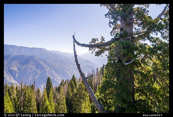 Aerial view of Boole Tree crown and Kings Canyon. Giant Sequoia National Monument, Sequoia National Forest, California, USA (color)