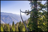Aerial view of Boole Tree crown and Kings Canyon. Giant Sequoia National Monument, Sequoia National Forest, California, USA ( color)