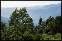 Hazy ridges from Converse Basin. Giant Sequoia National Monument, Sequoia National Forest, California, USA ( color)