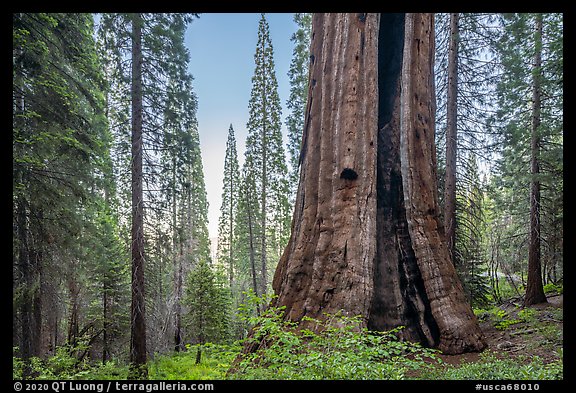 Boole Tree with fire scar, Converse Basin Grove. Giant Sequoia National Monument, Sequoia National Forest, California, USA (color)